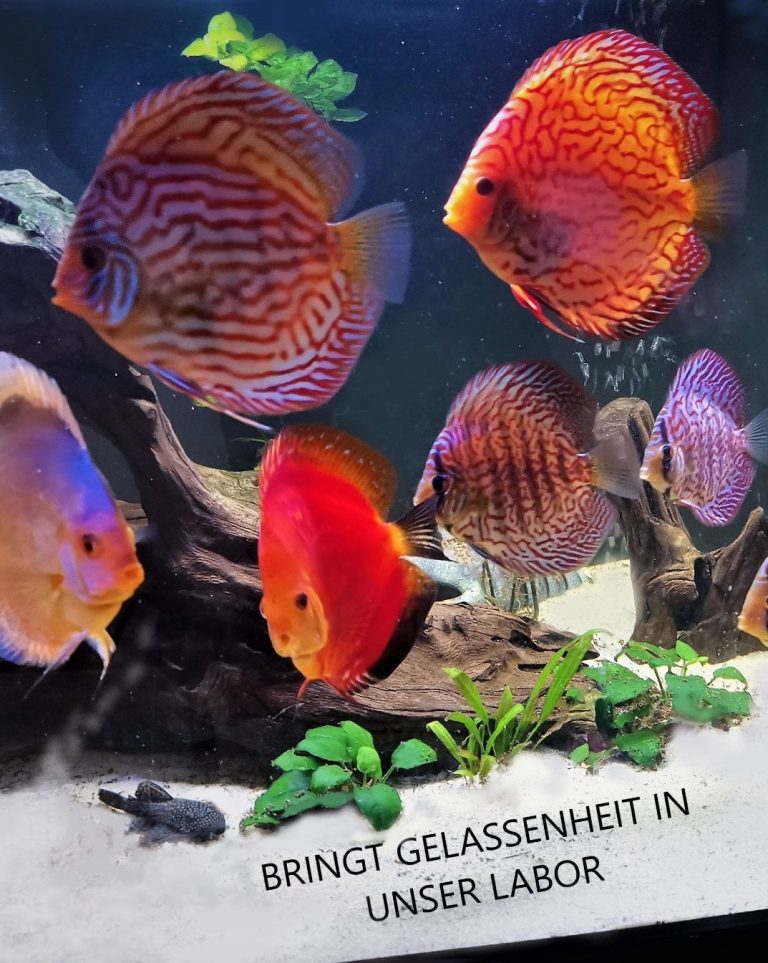 Nicht nur Zahnersatz kann schön sein !